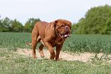 DOGUE DE BORDEAUX 035